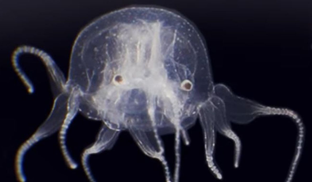Box Jellyfish with 24 eyes discovered in China